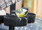 3 Great Tit Welshpool.jpg